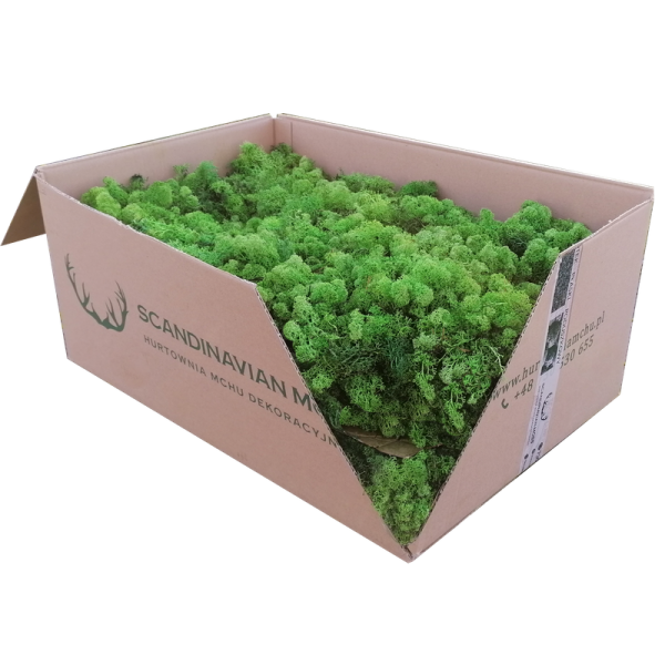 Premium - Swedish Reindeer Moss Light Green 5kg  Wholesale Box